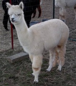 Alpaca For Sale - Angel at Circle C Alpacas